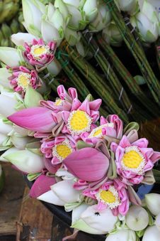 Lotus For Buddha Offering Royalty Free Stock Image Lotus For Buddha Offering Royalty Free Stock Image