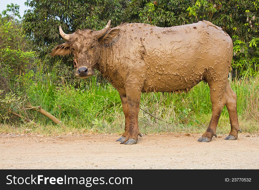 Buffalo muddy standing on the road. Buffalo muddy standing on the road.