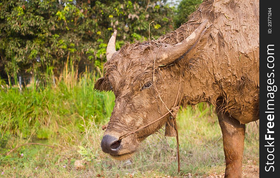 Buffalo muddy standing on the road. Buffalo muddy standing on the road.