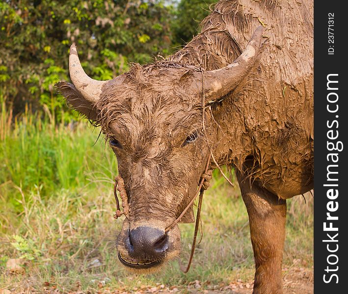 Buffalo muddy standing on the road. Buffalo muddy standing on the road.