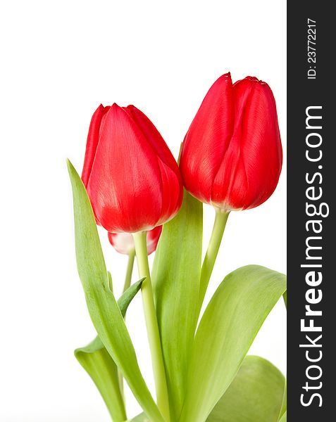 Bouquet of tulip on a white background. Bouquet of tulip on a white background