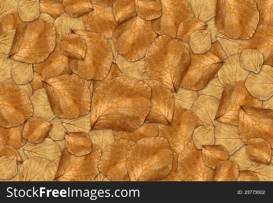 Dry Leaf Background in forest