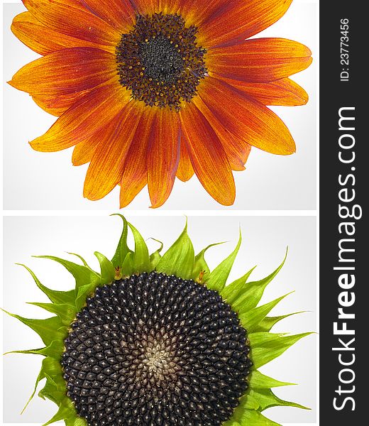Collage with two sunflowers: one is orange and one is green and full of seeds.