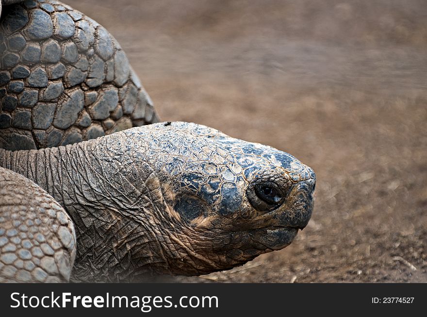 Extreme close up of giant tortoise. Extreme close up of giant tortoise