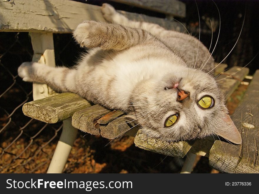 Grey striped cat lying on the garden bench