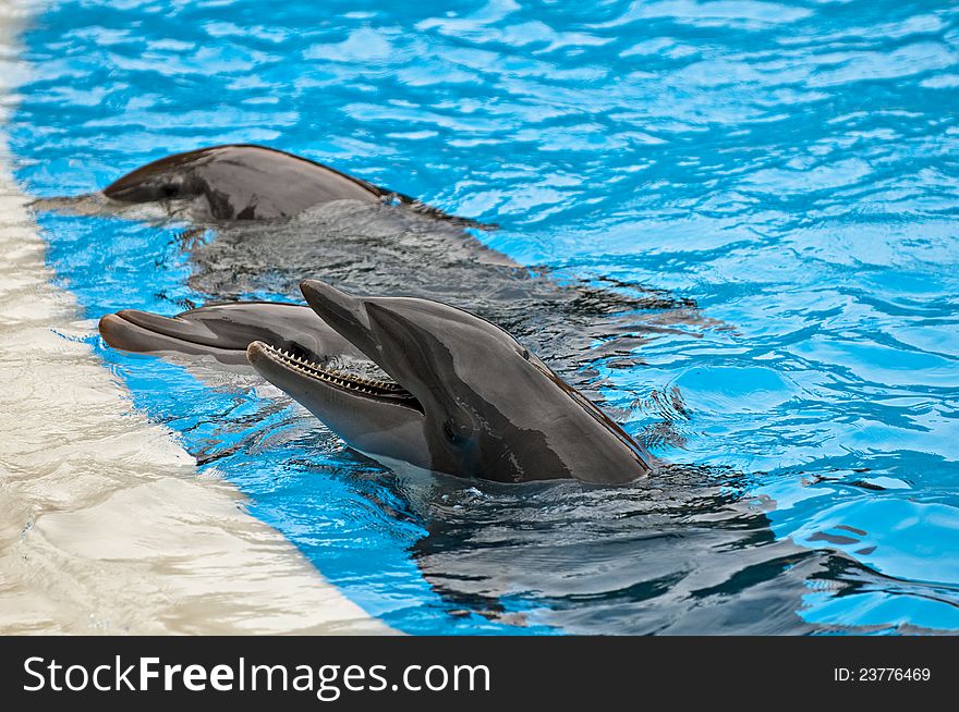 Three dolphins near pool side