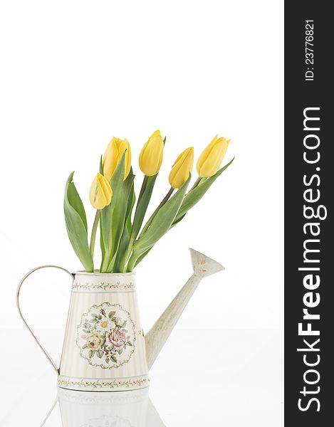 Beautiful spring cheerful tulips in watering can isolated over white background. Beautiful spring cheerful tulips in watering can isolated over white background