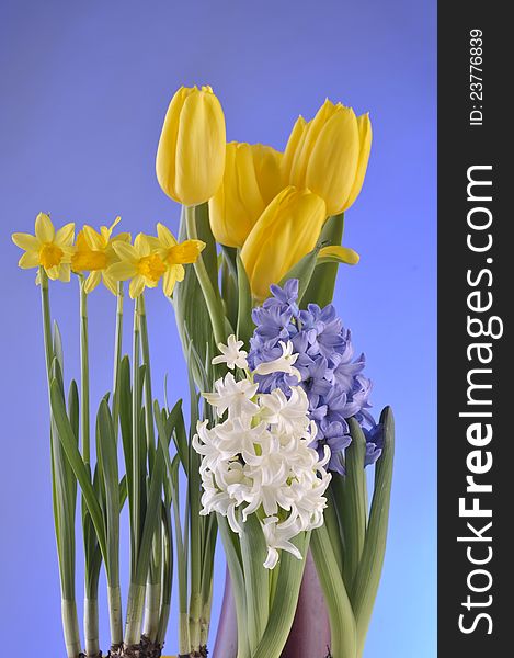 Spring tulips, daffodills, hiacinths over blue background. Spring tulips, daffodills, hiacinths over blue background