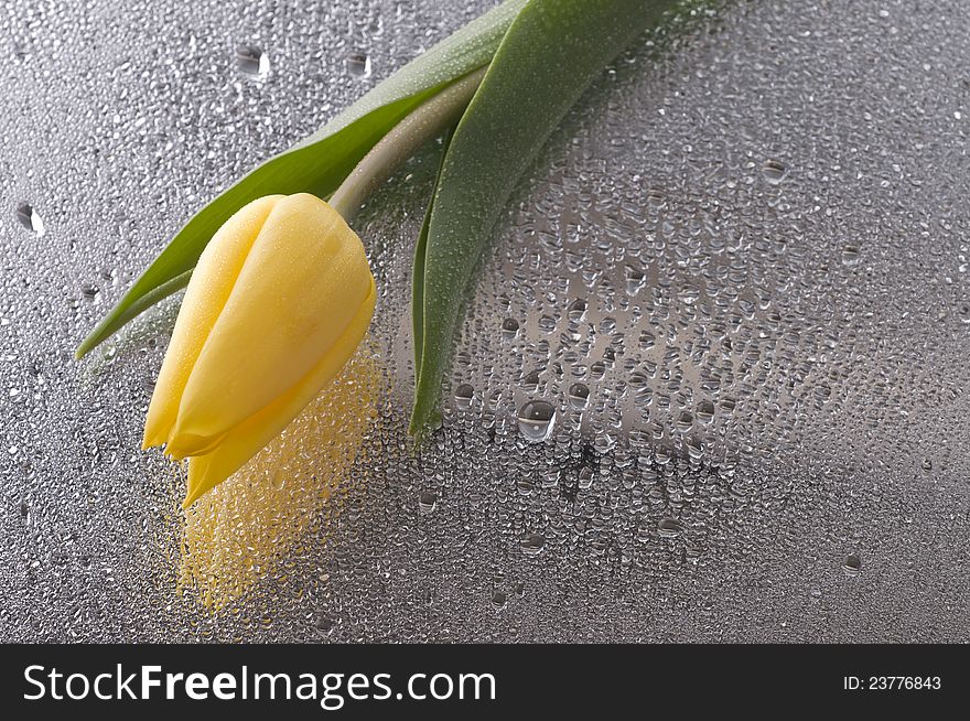 Beautiful yellow spring cheerful tulip blossom over wet grey mirror background. Beautiful yellow spring cheerful tulip blossom over wet grey mirror background
