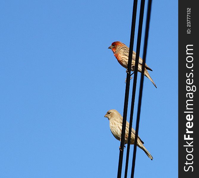 Two small birds are perched on a wire which is running vertically from top to bottom. Two small birds are perched on a wire which is running vertically from top to bottom.