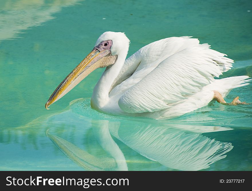 Pelican in the valencia oceanografic