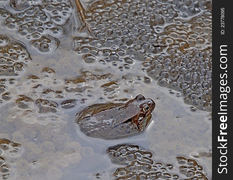 European common frog with spawn in pond. European common frog with spawn in pond