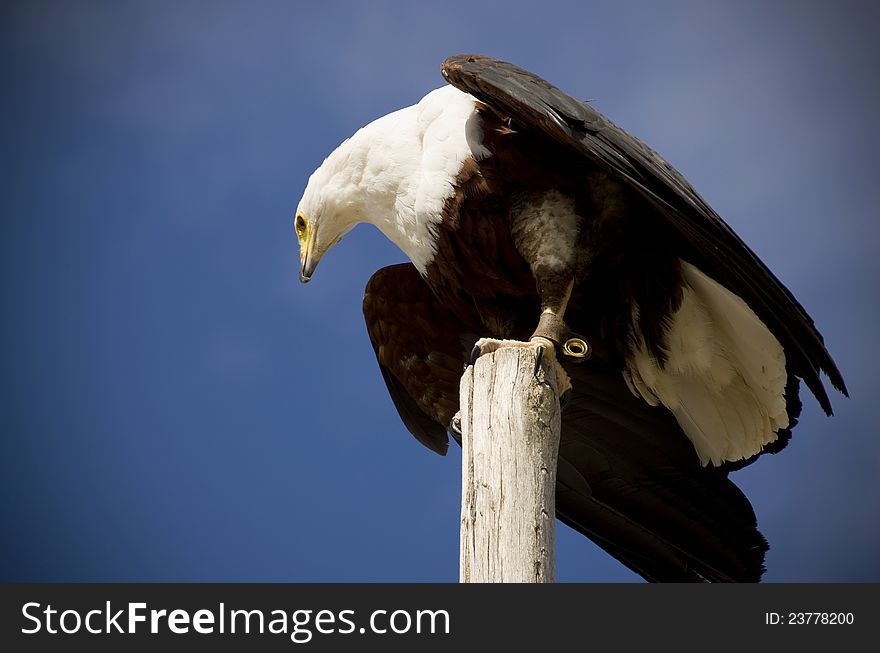 Bald eagle in the valencia biopark zoo