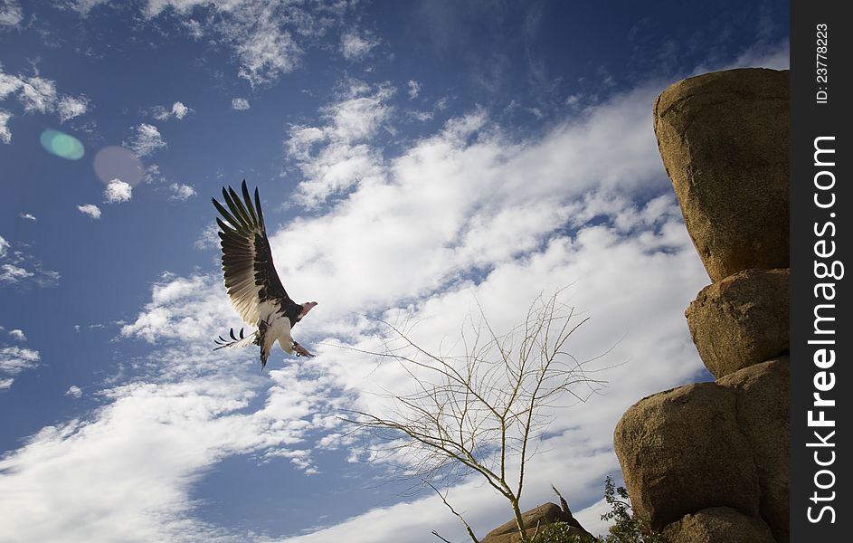 Flying eagle in the valencia biopark zoo