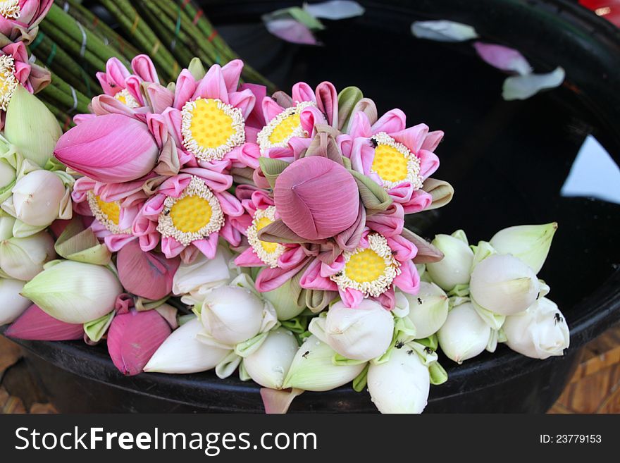 Lotus flowers for Buddha and religious offering. Lotus flowers for Buddha and religious offering