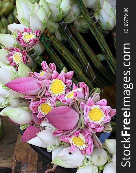 Lotus flowers for Buddha and religious offering. Lotus flowers for Buddha and religious offering