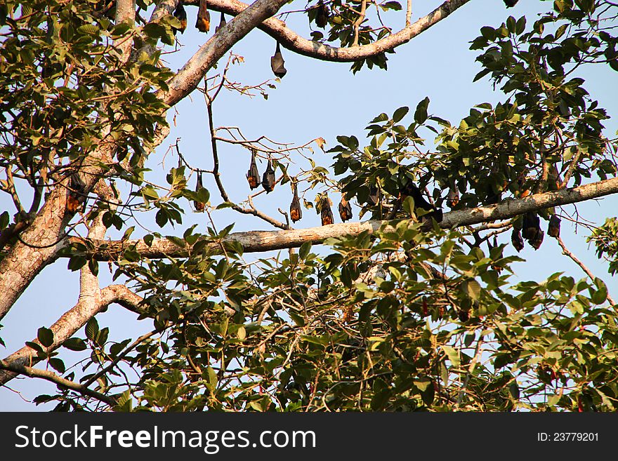 Pteropus vampyrus Bats are sleeping on tree