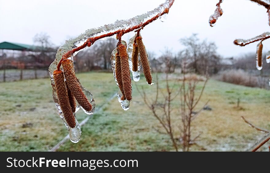 Frozen Hazel Tree Branches And Frozen Hazel Catkins