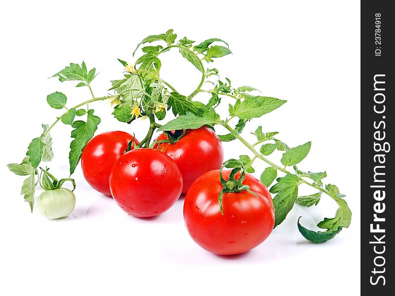 Close-up variety ripened red tomatoes isolated