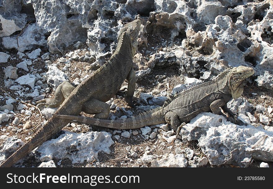 A large lizard, iguana island, Cuba, Caribbean