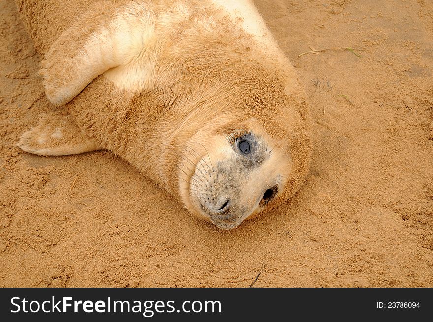 Atlantic seal pup (Halichoerus grypus) covered in sand at Donna Nook Lincolnshire beach colony, United Kingdom