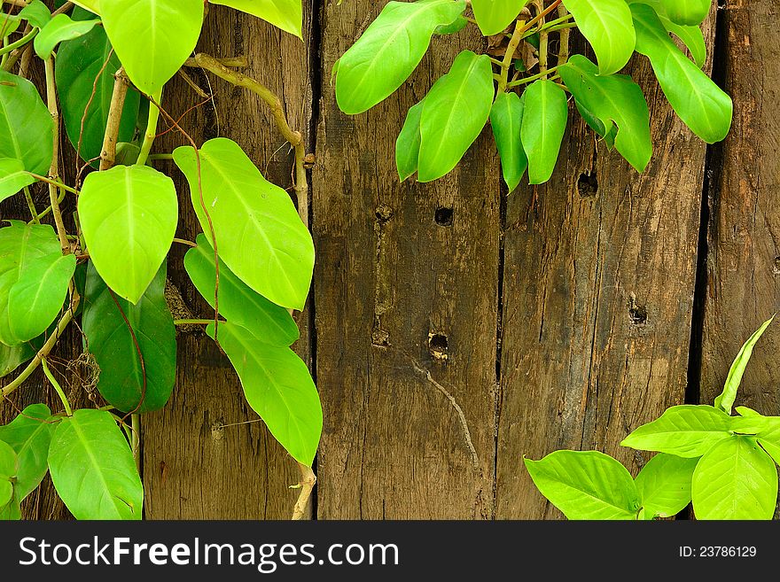 Leaves and the wood wall. Leaves and the wood wall