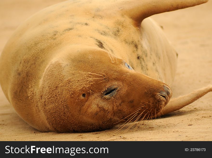 Grey seal female on the sand at Donna Nook Lincolnshire beach colony, United Kingdom