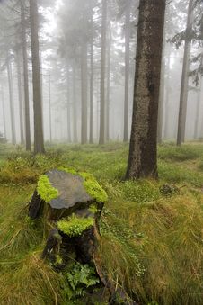 Wet Stump In The Woods Royalty Free Stock Image