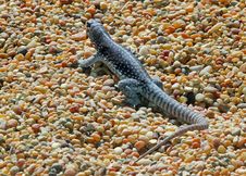 Lizard Stock Images Lizard Stock Images