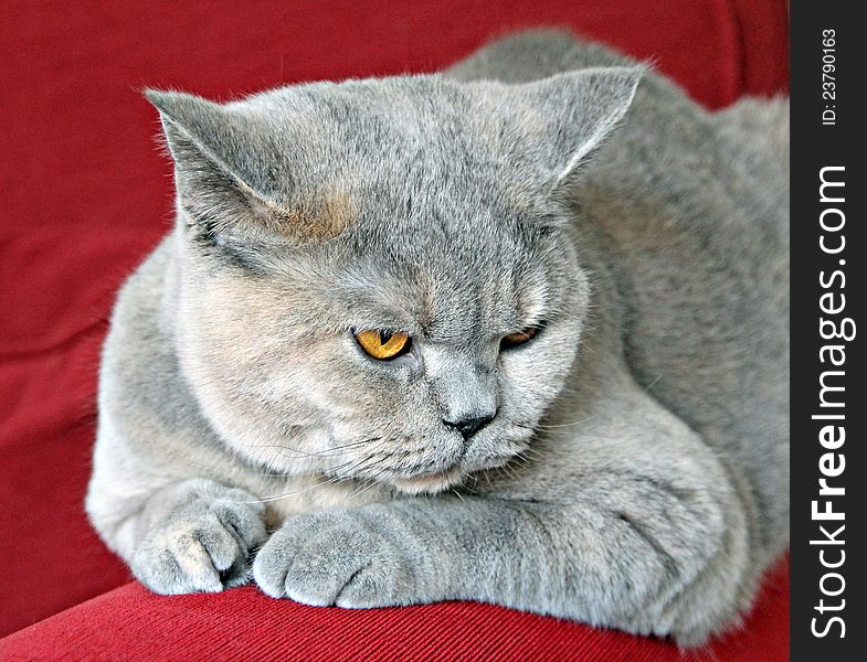 Photo of a beautiful pedigree british shorthair cat looking very deep in thought. Photo of a beautiful pedigree british shorthair cat looking very deep in thought.