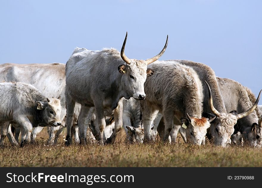 Hungarian grey cattles eating in the field