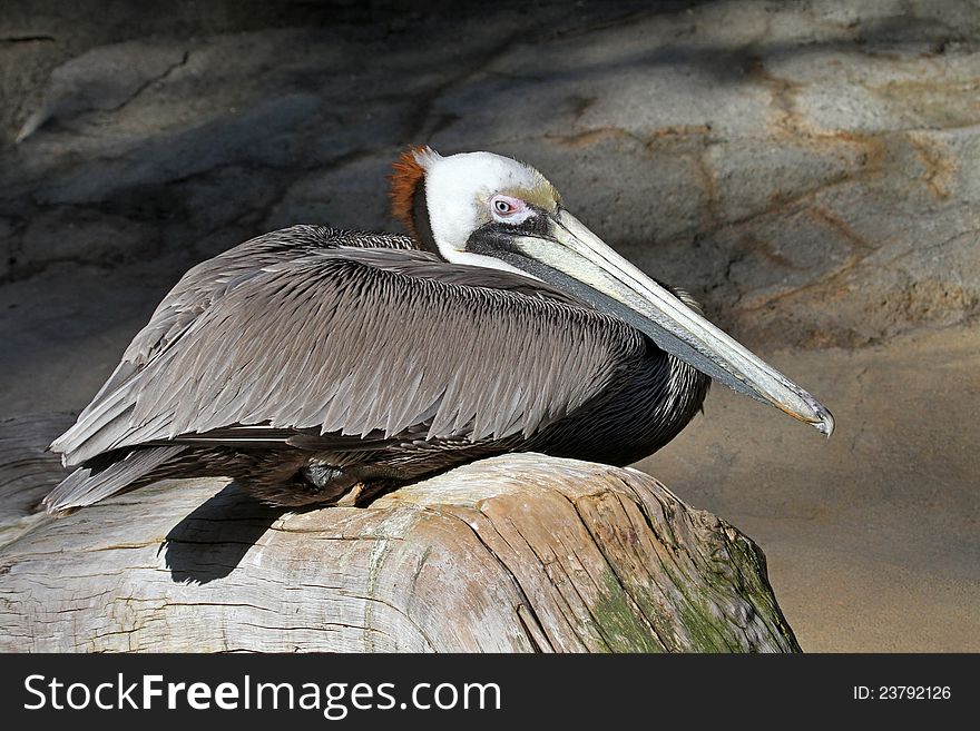 Endangered Brown Pelican Sitting On A Log In The Sunshine