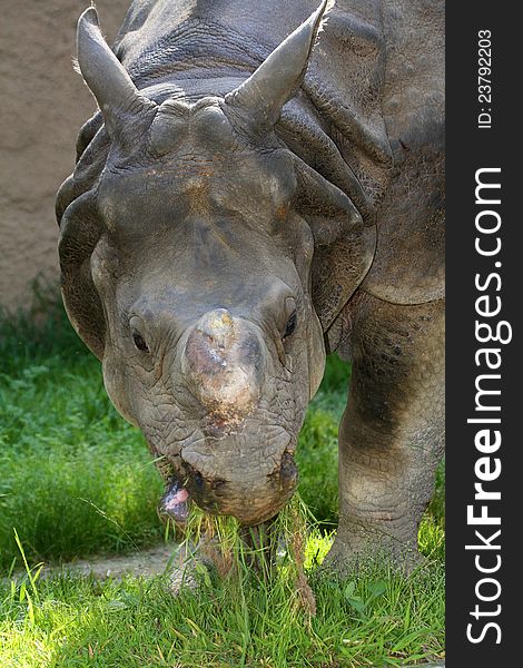Close Up Portrait Of Asian Rhino Eating Grass. Close Up Portrait Of Asian Rhino Eating Grass