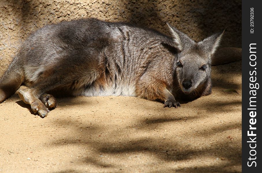 Relaxed Gray Wallaby Resting In The Sunshine