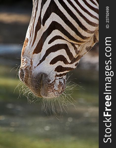 Close Up Detail Of Zebra Whiskers