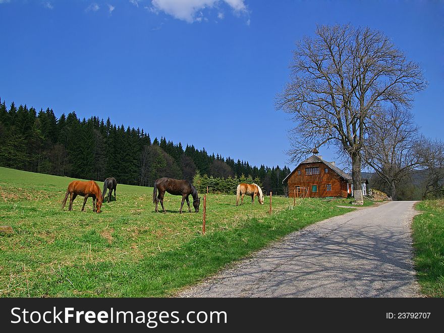 Horses on a green meadow, wooden cottage, trees and sky on the background. Horses on a green meadow, wooden cottage, trees and sky on the background