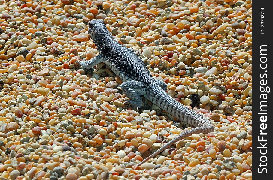 Spotted Spiny Lizard Crawling In Coarse Sand