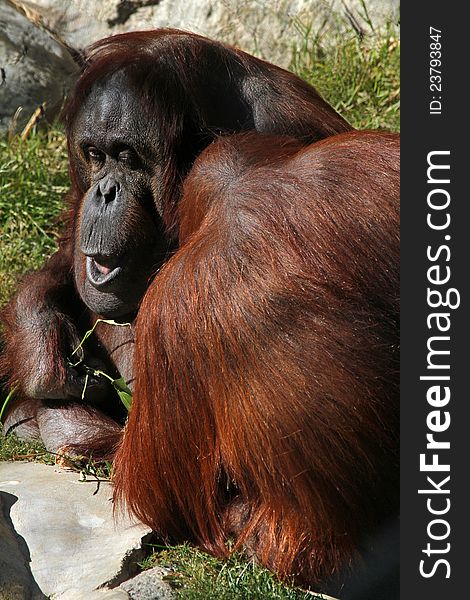 Mature Male Orang Being Groomed By Younger Female. Mature Male Orang Being Groomed By Younger Female