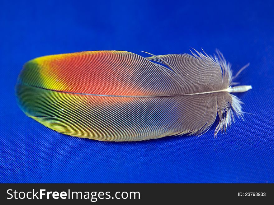 Close up of a feather from a Macaw. Close up of a feather from a Macaw