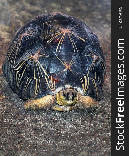 Burmese Star Tortoise