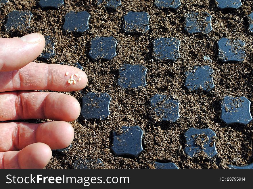 Man fingers with seeds over a seedbed