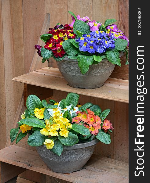 Two pots of colorful primroses