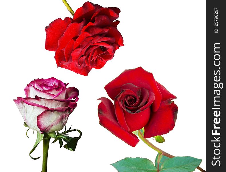 Pair of red roses and pink one, isolated on white