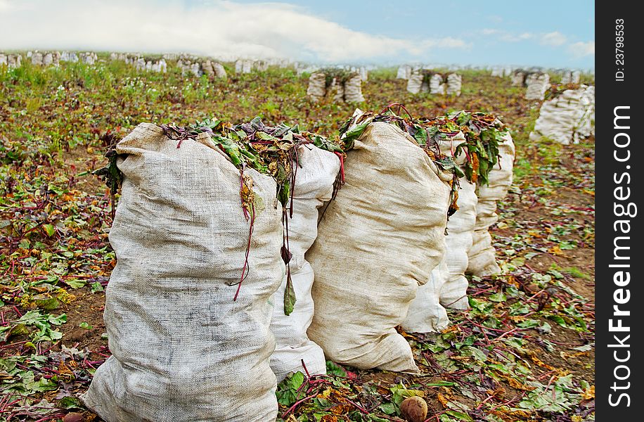 Red beetroots in a bags on land. Red beetroots in a bags on land.