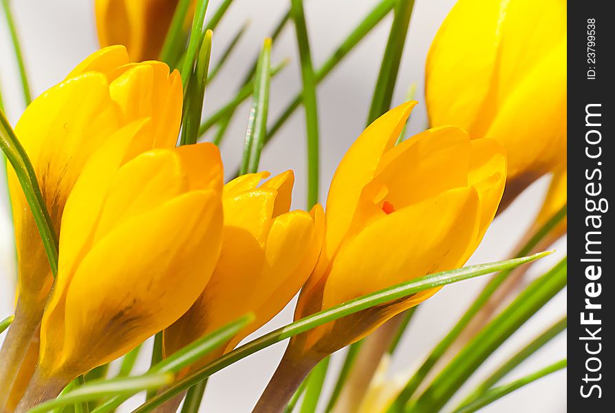 Spring flowers are typical of a small crocus flowers. Spring flowers are typical of a small crocus flowers
