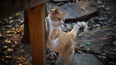 A Yellow Tabby Cat Scratching On A Post Stock Image