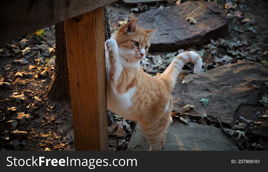 A yellow tabby cat scratching on a post