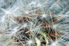 Dandelion Clock Royalty Free Stock Photos