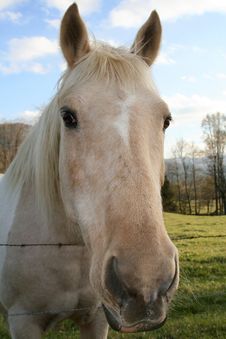 Horse In The Cove Royalty Free Stock Photos Horse In The Cove Royalty Free Stock Photos