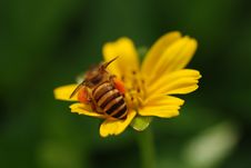 Bee And Flowers Stock Image Bee And Flowers Stock Image